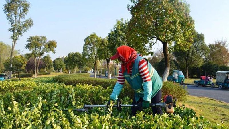 苗木种植报价，你了解多少？**