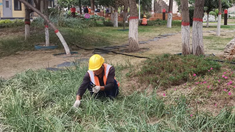 办公室绿植租摆，养护责任谁来担？**