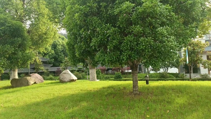 室内植物租赁，规格参数如何选择？**