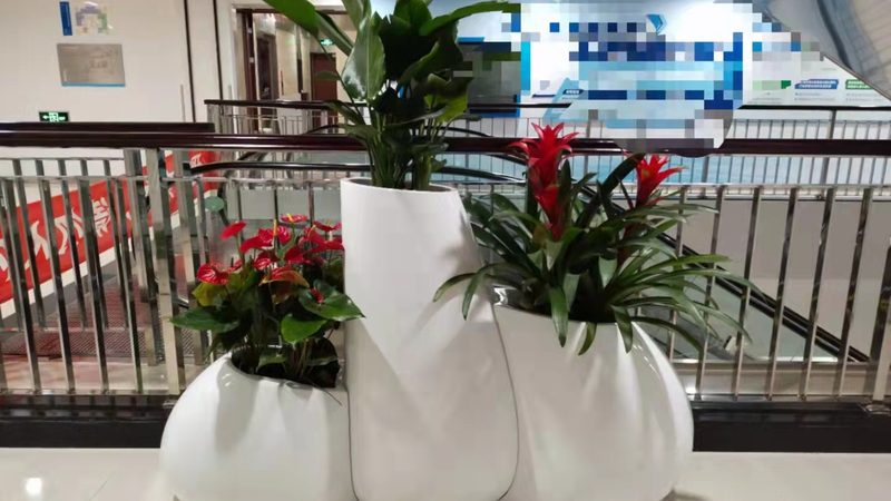 观赏苗木种植间距标准解析